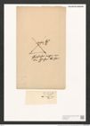 Pleurosigma marinum Donk. (de-Toni-Nr.: Genus 13, Species 1009) Zeichnungen Sammlung Grunow (NHMW-BOT-W0368913)